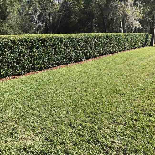 Hedge Trimming